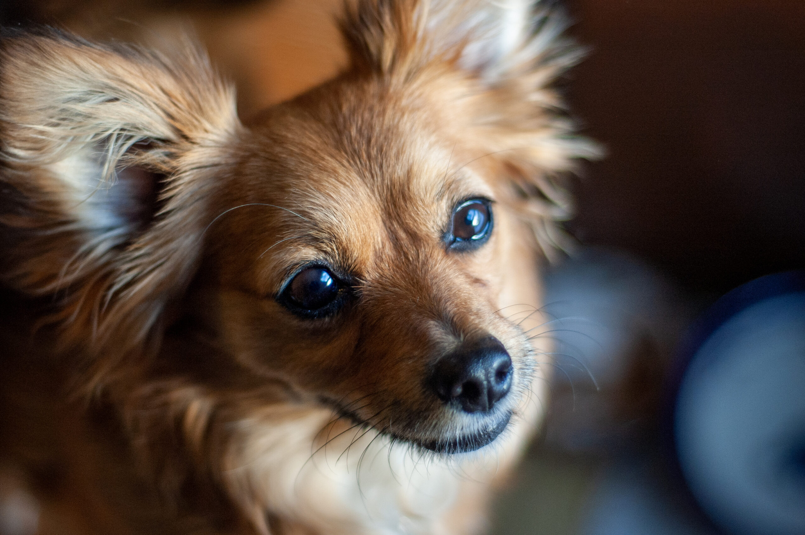 Happy adopted dog in Decatur, Indiana.